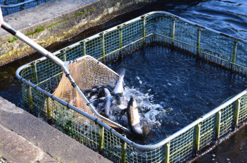 Truites OLLIVIER_St Aignan le Jaillard (4). Crédit photo : Léana Scoquart