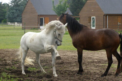 Ecurie de Neuvy. Crédit photo : Ecurie de Neuvy