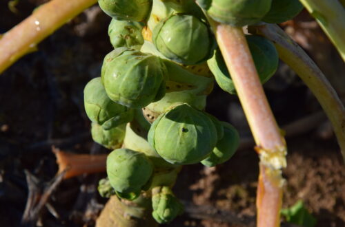 La Thillaume_Ouzouer (34). Crédit photo : Léana Scoquart