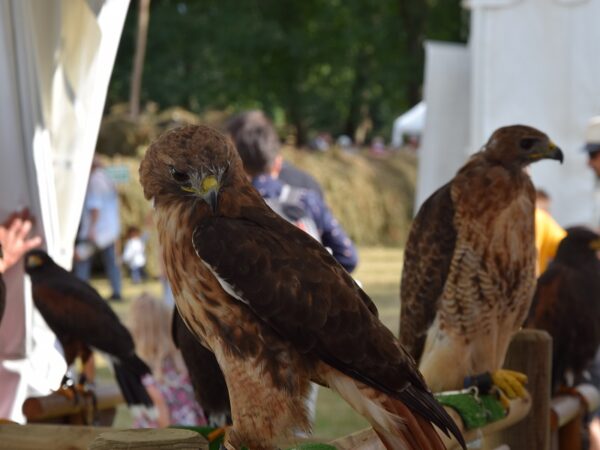Fête de la Sange 2021 - Faucons (9). Crédit photo : R. Rouillé