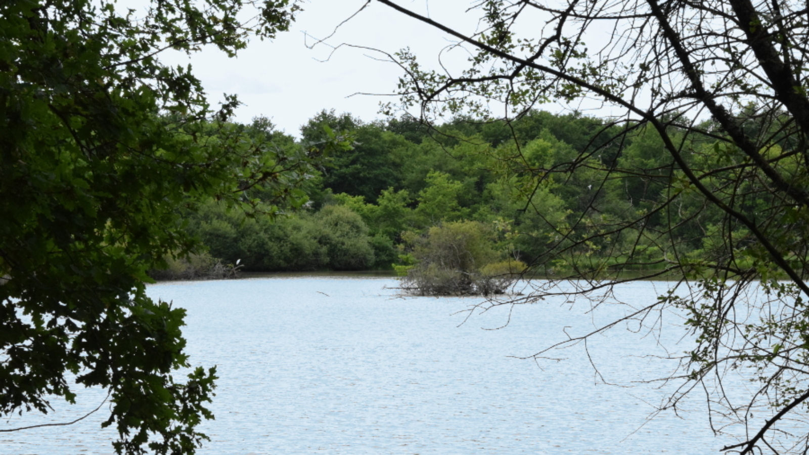Vannes sur Cosson étang. Crédit photo : R. Rouillé