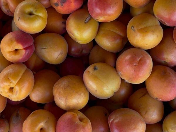 marché de Sully sur Loire (2). Crédit photo : JB