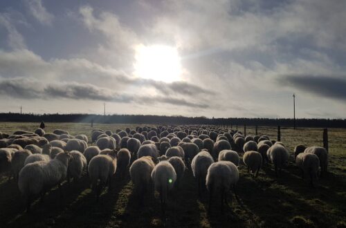 Nos Solognotes. Crédit photo : FermeduPoirier