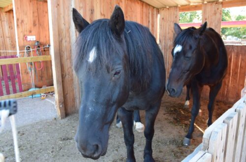 Ferme de Villemouette. Crédit photo : Léana Scoquart