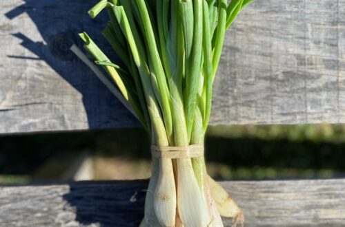 IMG-0015-4. Crédit photo : Cloé Beguin