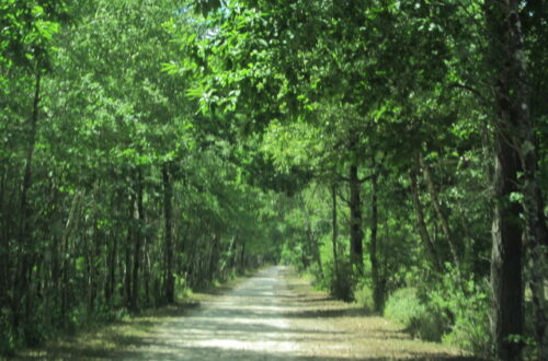Sentier. Crédit photo : CD45