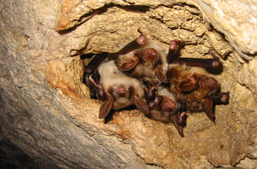 30-chauffe souris_ ©Yves David. Crédit photo : © Yves David