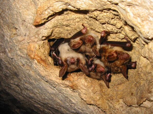 30-chauffe souris_ ©Yves David. Crédit photo : © Yves David