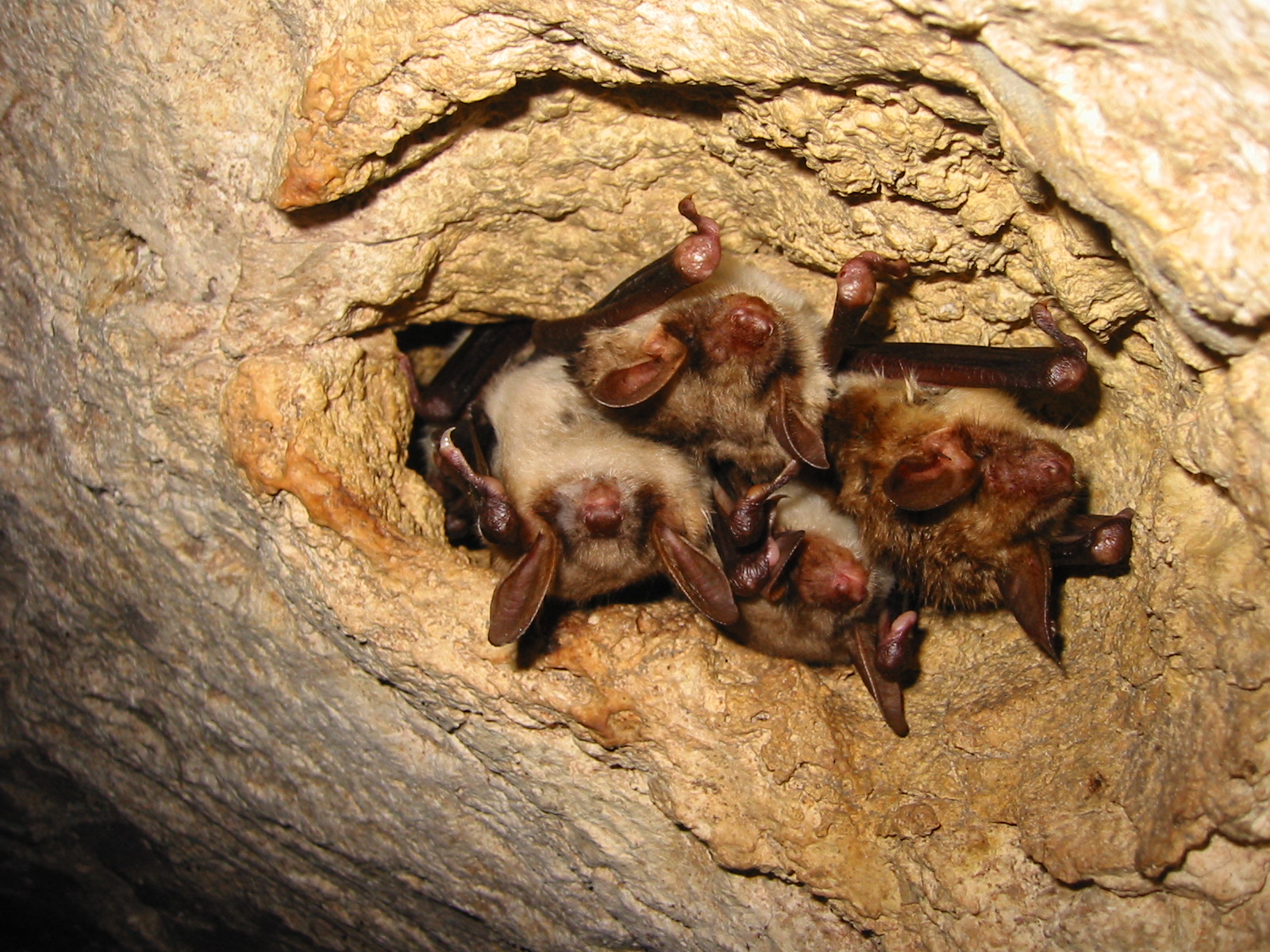 30-chauffe souris_ ©Yves David. Crédit photo : © Yves David