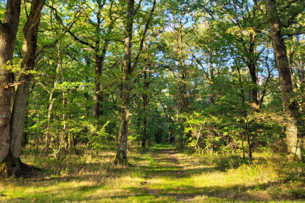 La forêt d&rsquo;Orléans et le carrefour de la résistance