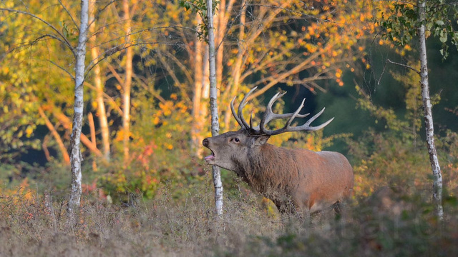 Cr. Benoist Quintard