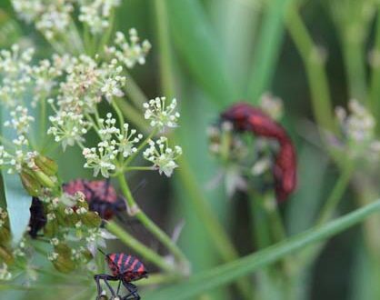 plantes sauvages. Crédit photo : @ CC BY 2.0