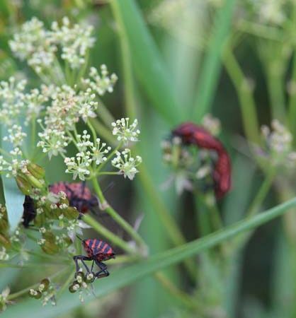 plantes sauvages. Crédit photo : @ CC BY 2.0