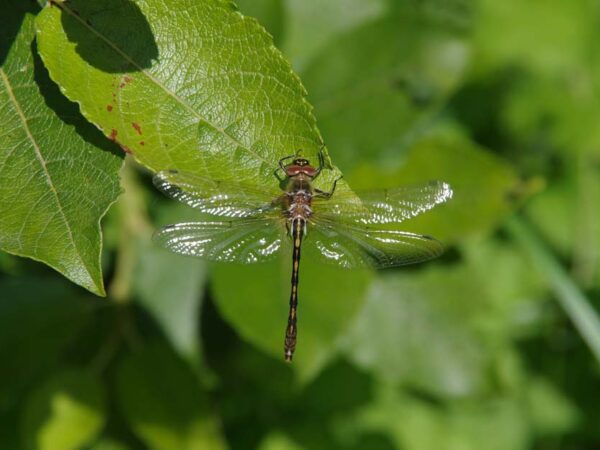 Papillons_et_libellules_Venez_decouvrir_les_insectes_de_l_Etang_du_Puits. Crédit photo : © Tony Chevalier